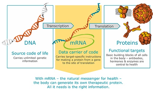 mRNA graphic how it works as a vaccine