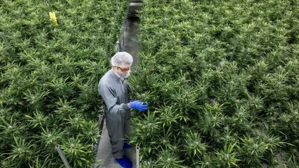 Cannabis Stocks Surge After HHS Recommends Classifying Marijuana As Lower-Risk Drug Forbes – Markets